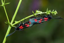 Five-spot Burnet Moth Royalty Free Stock Photo
