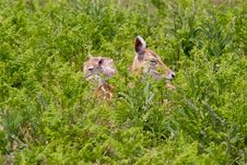 Mother And Baby Fallow Deer Stock Images Mother And Baby Fallow Deer Stock Images