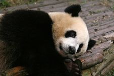 Giant Panda Bear Royalty Free Stock Images