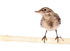 Nestling Of Bird (wagtail) Royalty Free Stock Photo