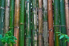 Bamboo Fence Royalty Free Stock Images