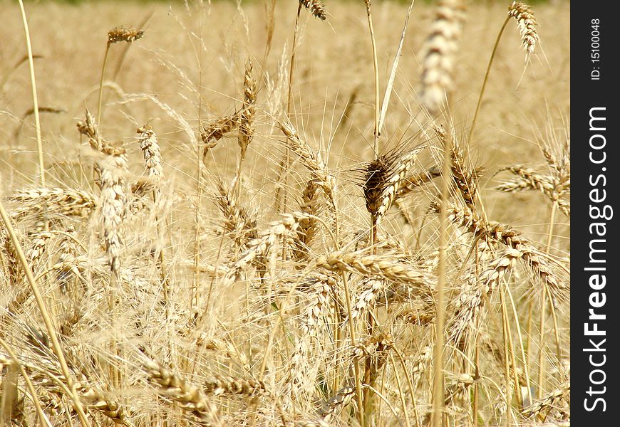 Ears of wheat on background