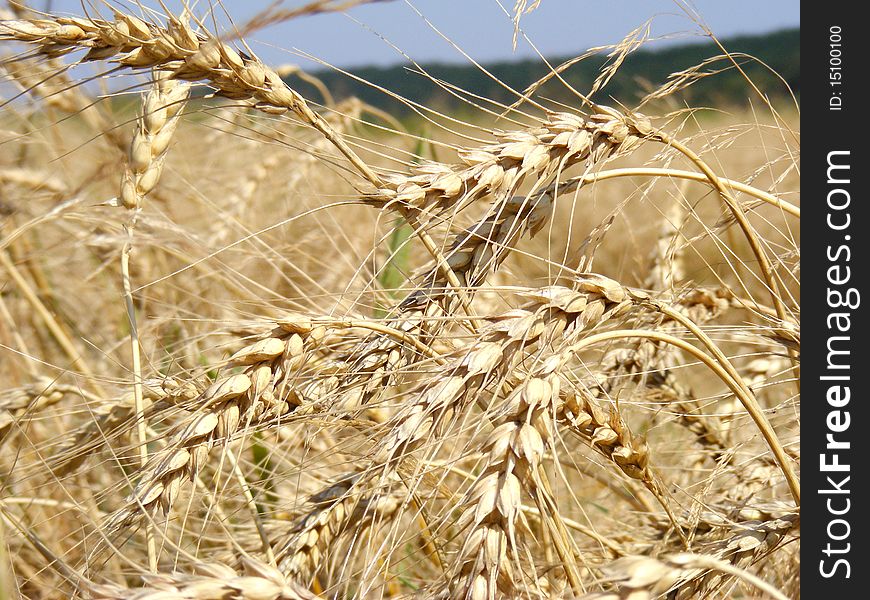 Ears of wheat on background