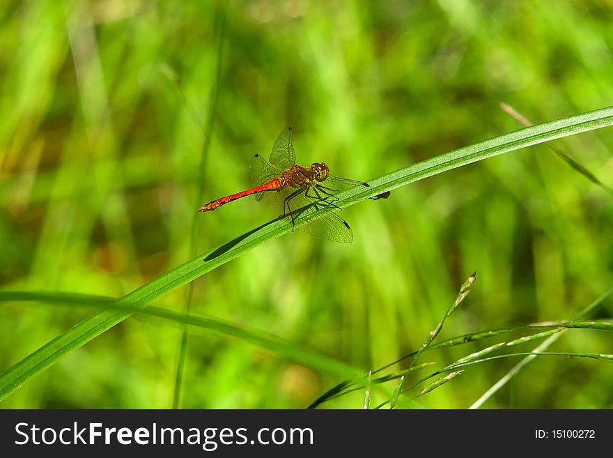 Red dragonfly sitting on a grass stem detail picture. Red dragonfly sitting on a grass stem detail picture