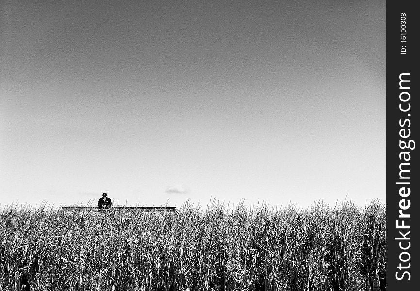 A watchman looking over a corn maze / corn field. A watchman looking over a corn maze / corn field