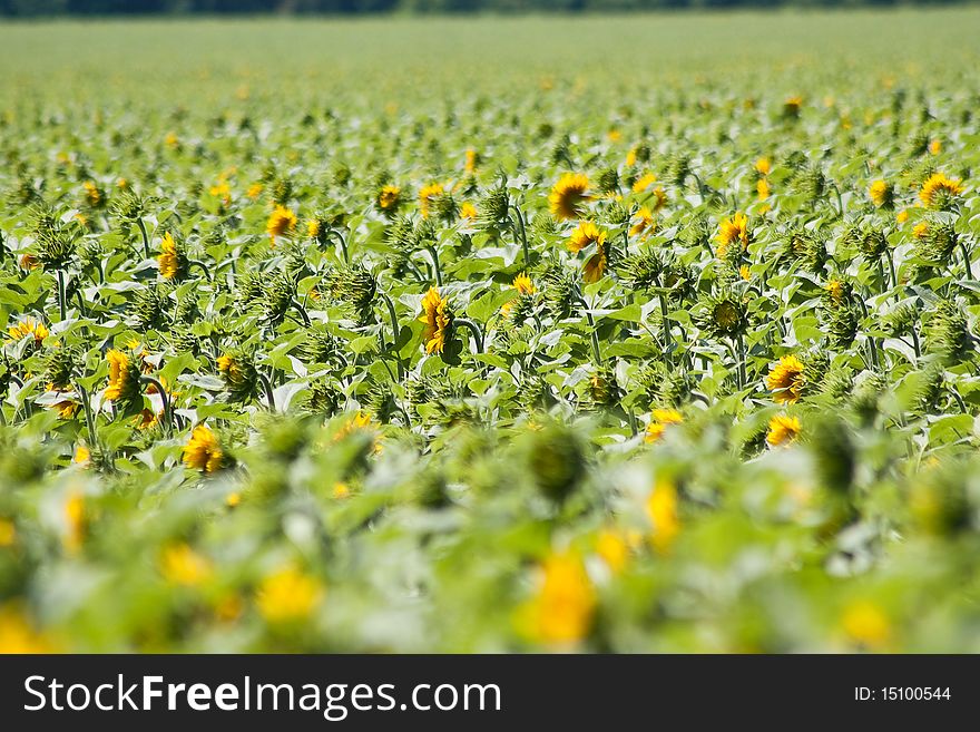 Huge field of sunflowers in nice day