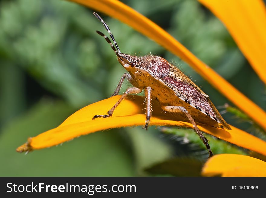 The photo shows a small beetle, sitting on yellow flower petals. Diagonal composition frame. Macro. The photo shows a small beetle, sitting on yellow flower petals. Diagonal composition frame. Macro.