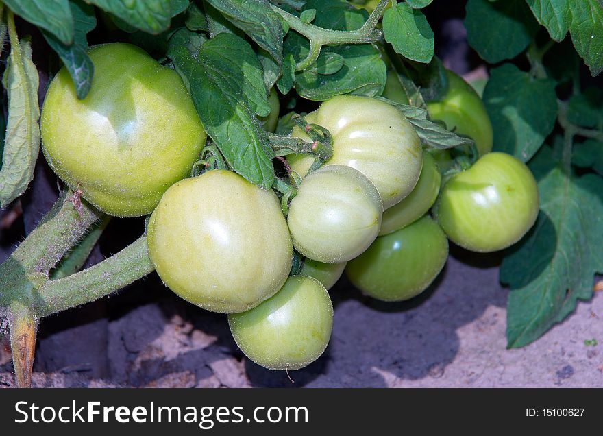 Eco friendly green tomatoes is growing on own farm