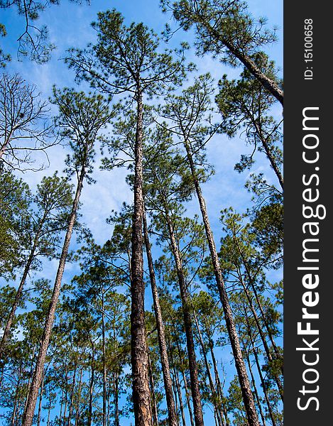This image is of pine trees on Dade Battlefield in Bushnell, FL. This image is of pine trees on Dade Battlefield in Bushnell, FL.