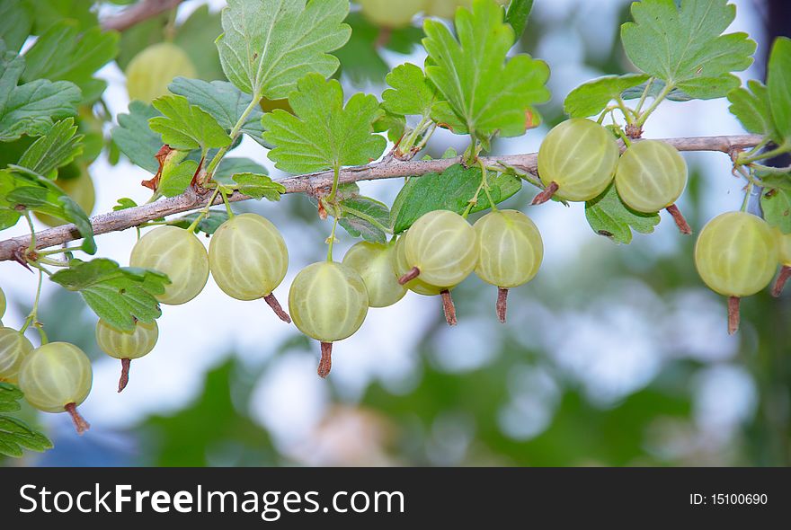 Some ripening gooseberries on the branch
