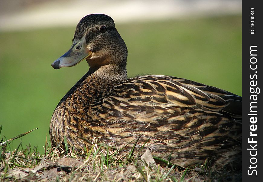 Duck sitting in park, close-up shot. Duck sitting in park, close-up shot