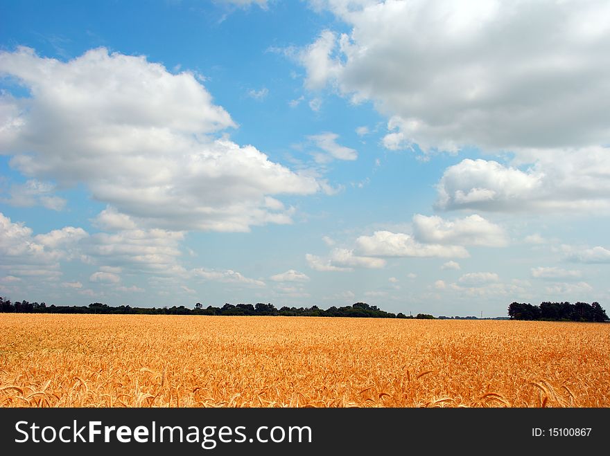 Wheat field on blue sky background with clouds