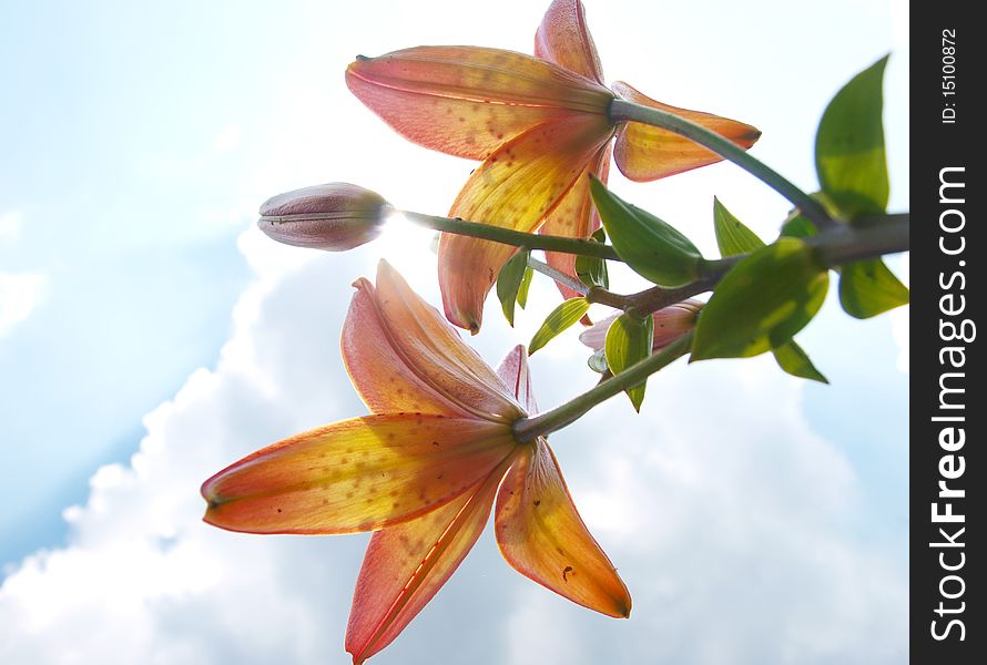 Orange - yellow lily in the wild melee. Orange - yellow lily in the wild melee