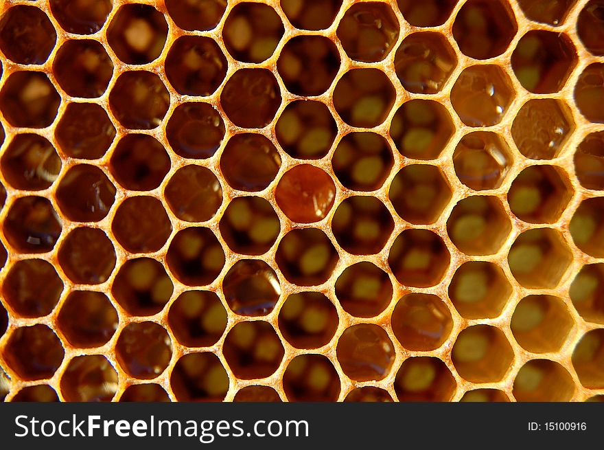 Close-up of open honeycomb cells filled with honey