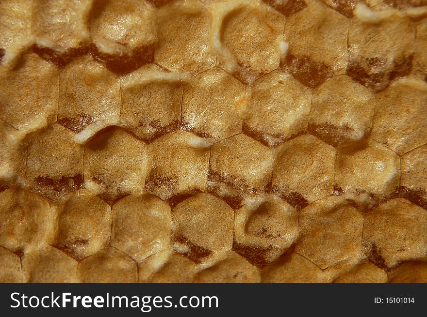 Close-up of closed honeycomb cells