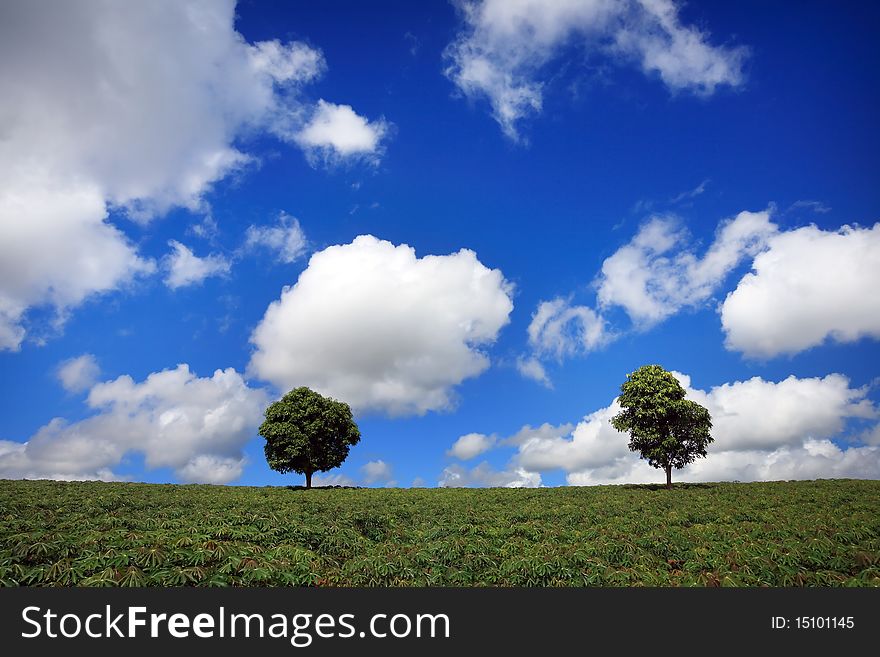 Green Fields, The Blue Sky And Trees