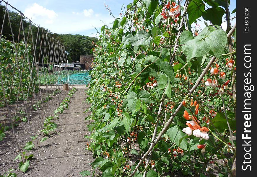 Runner beans growing on canes. Runner beans growing on canes