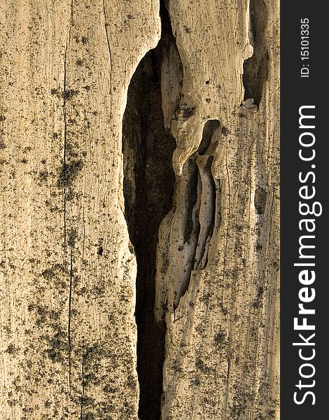 Worn driftwood with deep crack