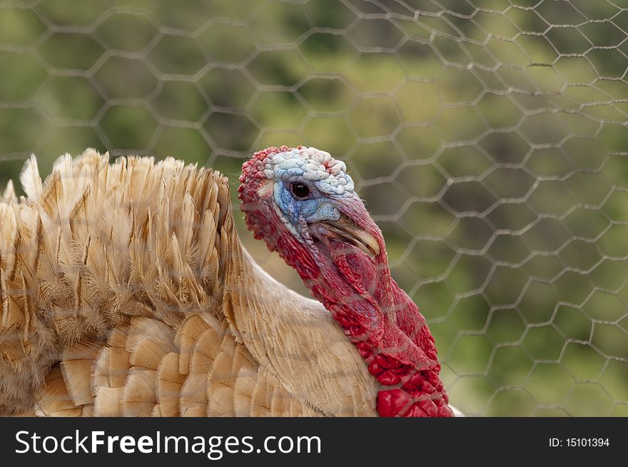 Turkey cock on the farm