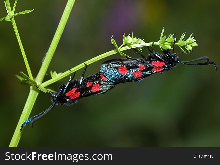 Five-spot Burnet Moth (Zygaena trifolii)
mating on plant.