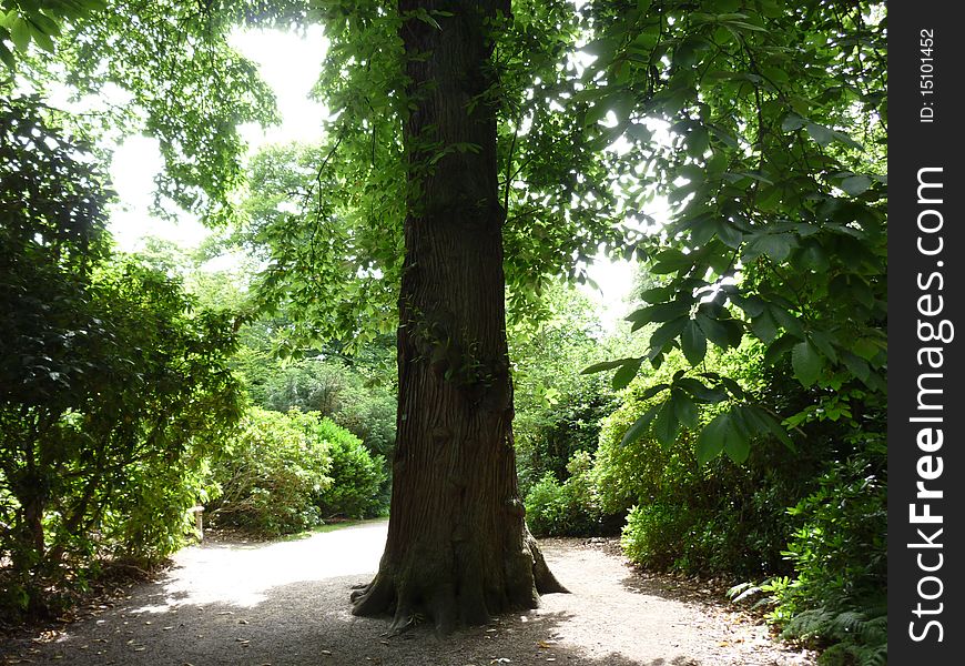 Treelined Path