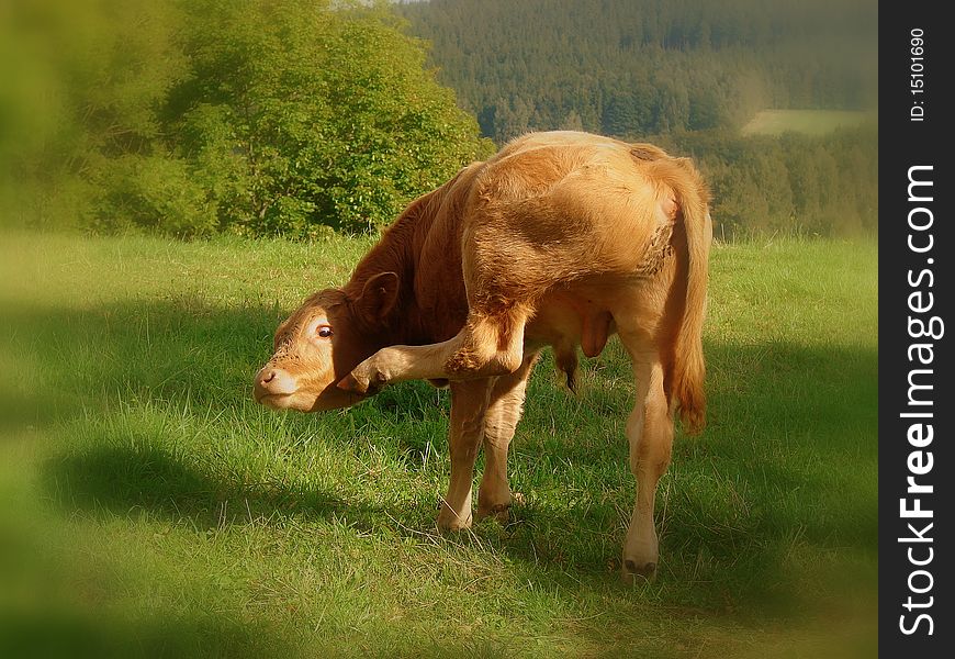 Bull-calf on green grass field. He wonder about his live. Picture is from Czech landscape. Bull-calf on green grass field. He wonder about his live. Picture is from Czech landscape.