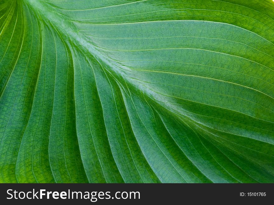 Green classic leaf background or texture with pinnate venation. Green classic leaf background or texture with pinnate venation