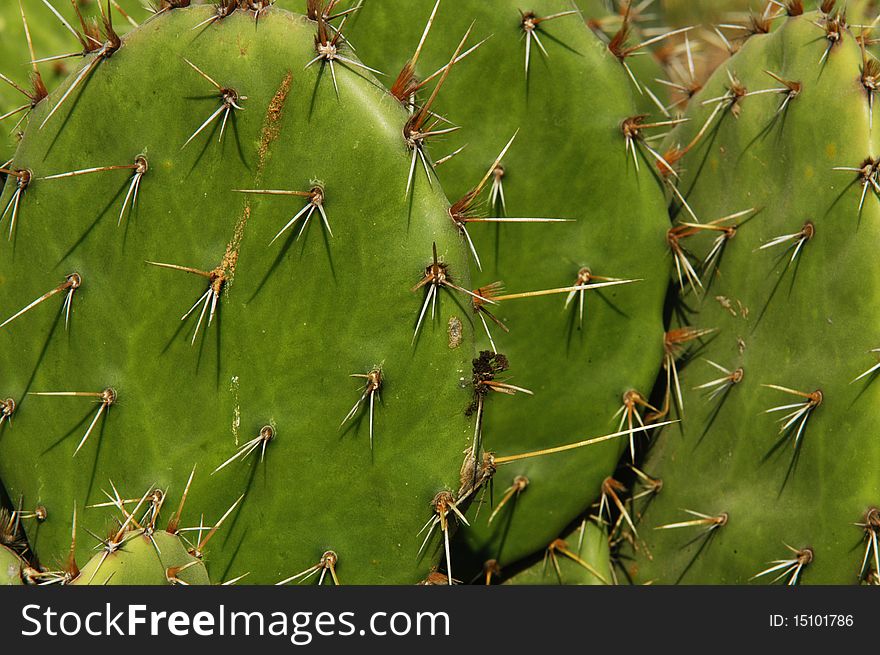 Detail of cactus growing in Puerto Escondido. Detail of cactus growing in Puerto Escondido