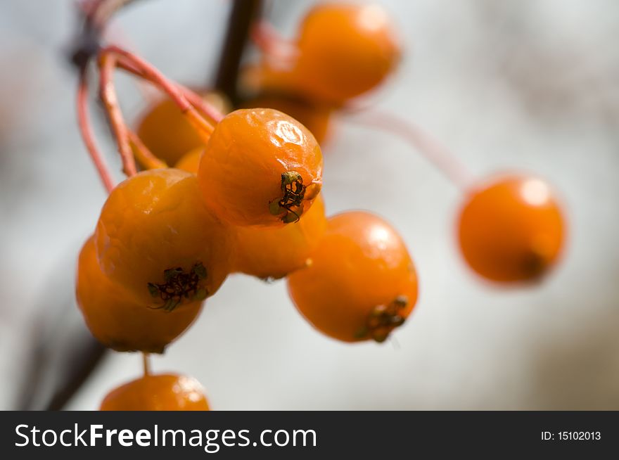 Orange hawthorn berries in autumn garden close-up