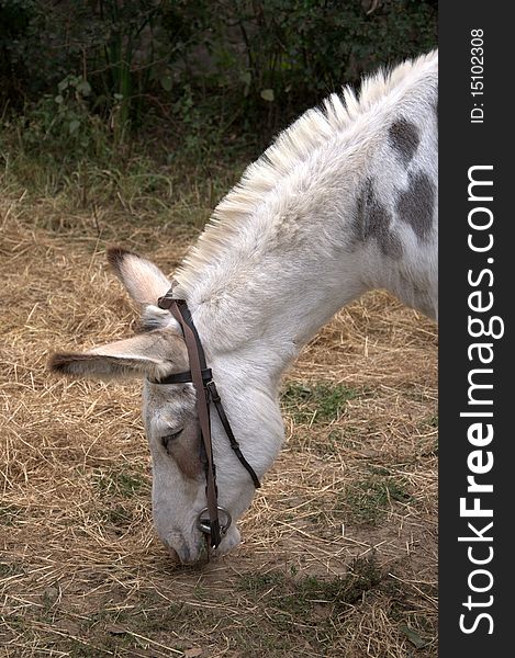 Picture of  white donkey grazing