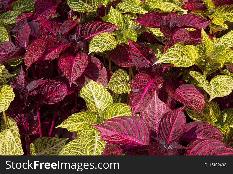 Garden plants with two color, under the light of the sun. Garden plants with two color, under the light of the sun