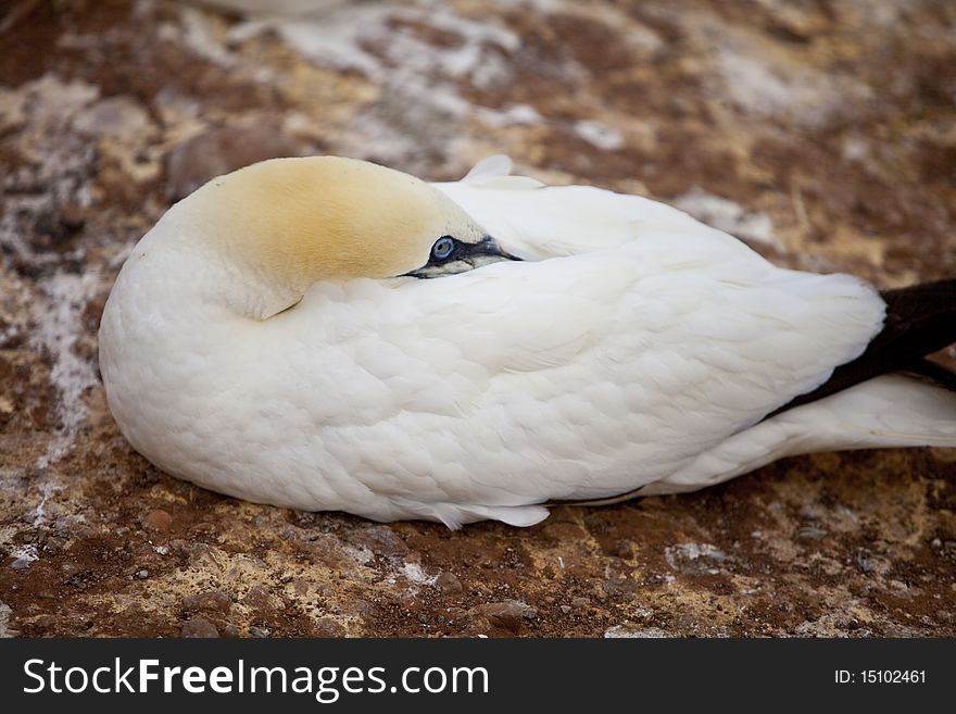 Gannet in the island of Bonne Aventure in the north of Gaspesie