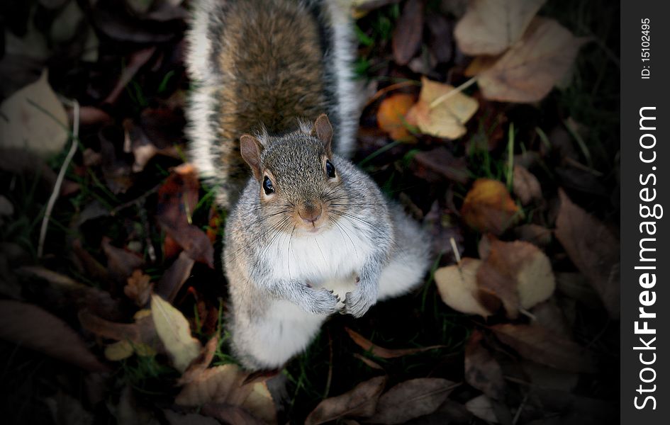 Cute furry squirrel in autumn looking up at the camera from the leafy grass. Cute furry squirrel in autumn looking up at the camera from the leafy grass