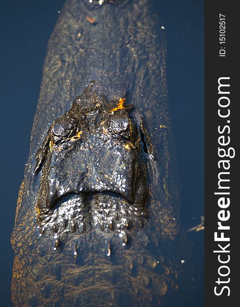 Close-up of the head of an alligator in the Wildlife Refugee of Okefenokee