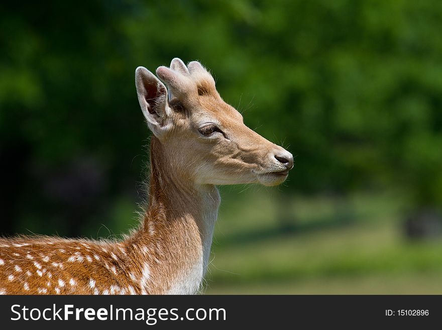 Side Profile Shot Of A Young Stag Fallow Deer