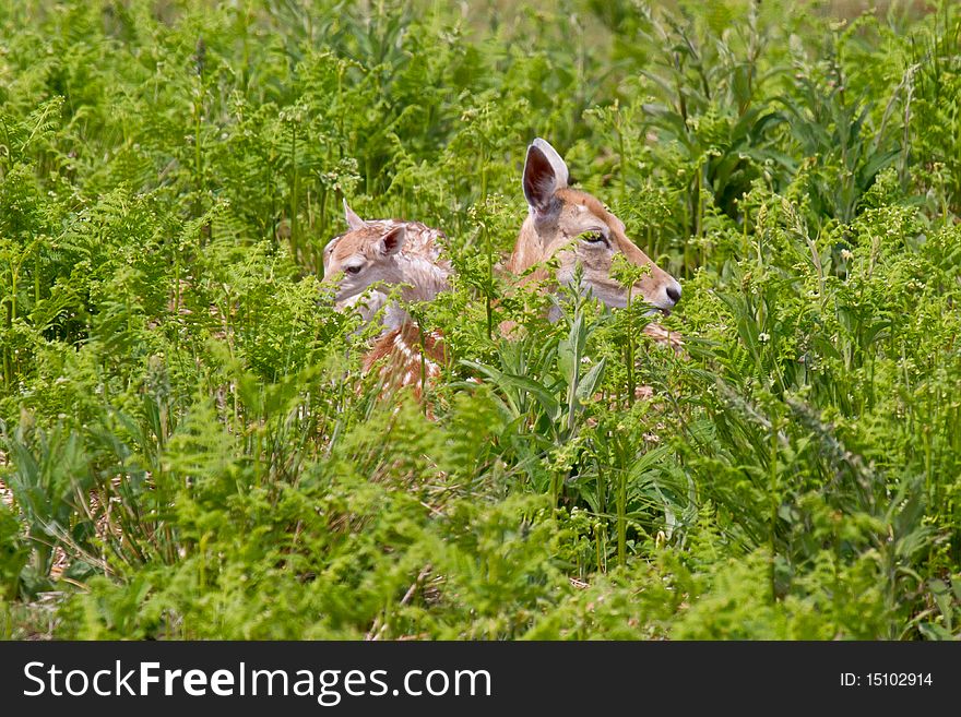 Doe fallow deer looking after her fawn in bracken. Doe fallow deer looking after her fawn in bracken