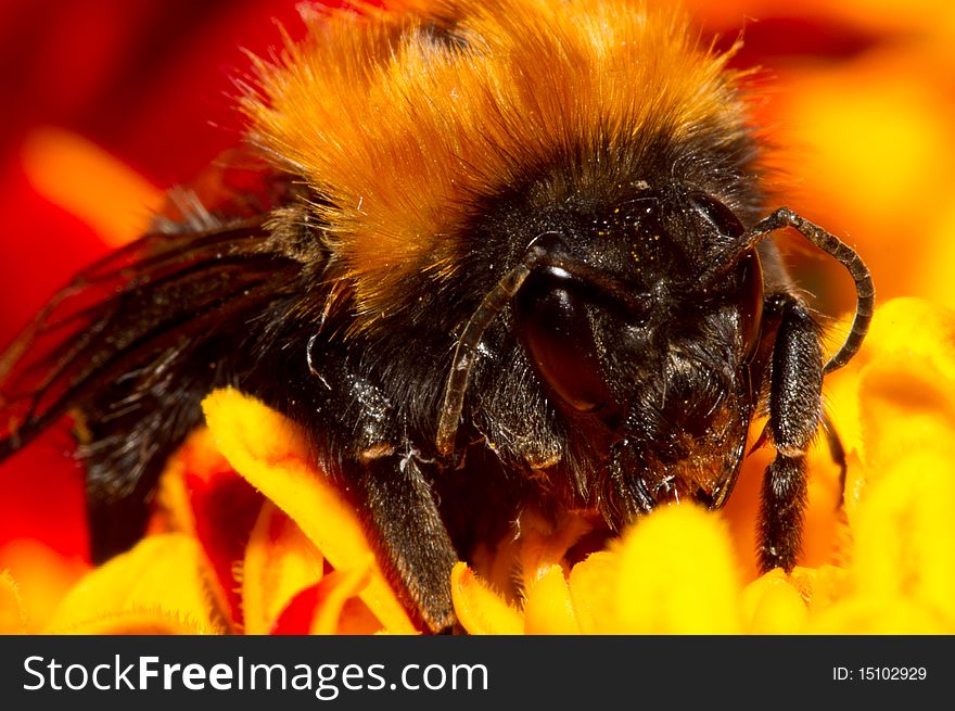 Bumble bee collecting pollen from a marigold. Bumble bee collecting pollen from a marigold