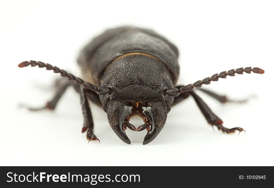 Head Of Beetle
