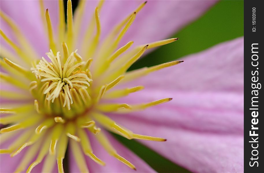 Purple clematis in full bloom.