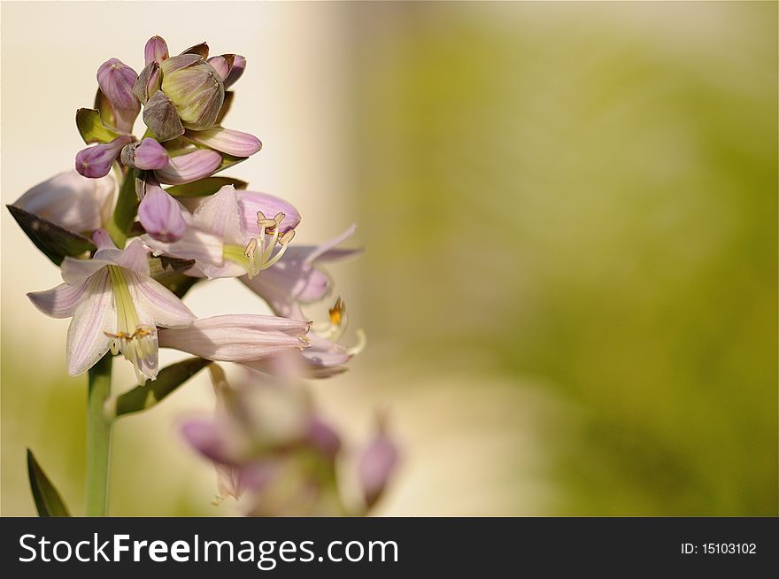 Hosta Bloom