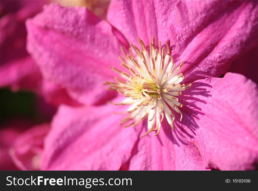 Beautiful pink clematis in blooming in summer.