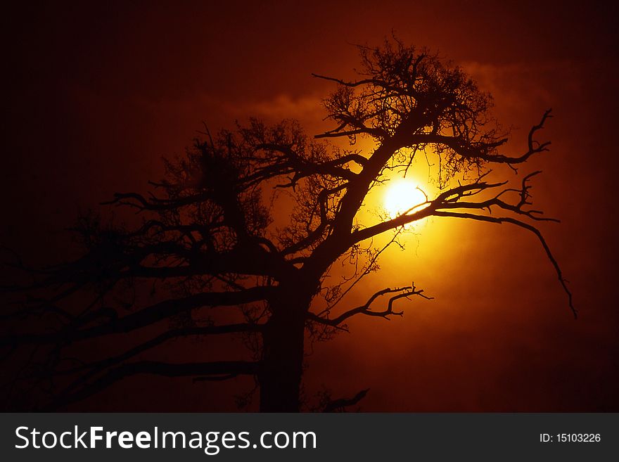 Tree silhouette against a red sky at sunrise or sunset. Tree silhouette against a red sky at sunrise or sunset