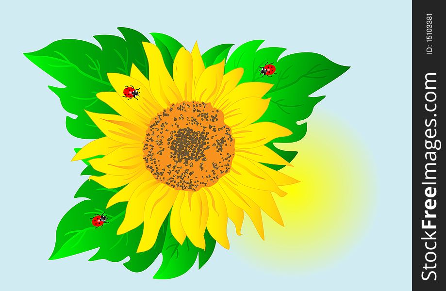 Sunflower With  Ladybugs. Vector