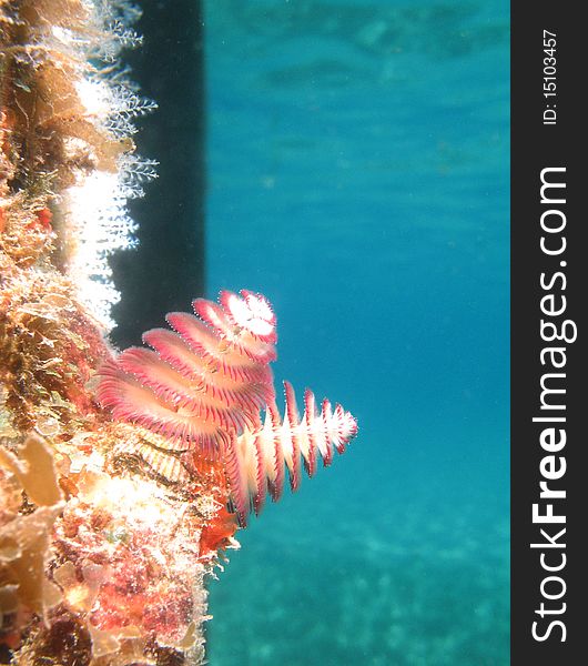 Christmas Tree worms on a submerged dock post will  retract if scared or disturbed.