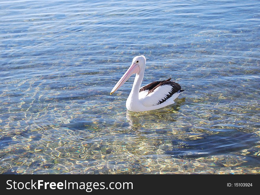 View of a pelican on water