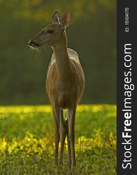 Female deer standing in sunlight field