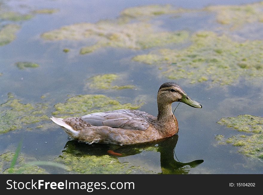 Mallard duck swimming in pond. Mallard duck swimming in pond