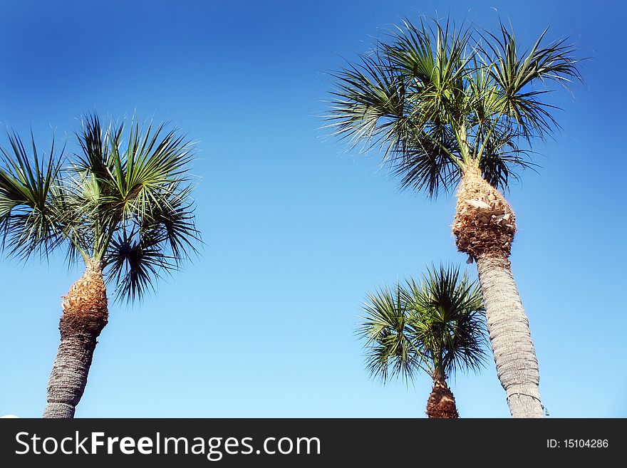 Palm trees in florida, with blue sky background