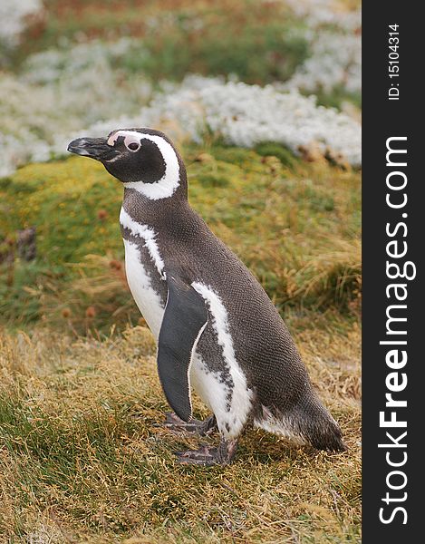 Magellan penguin