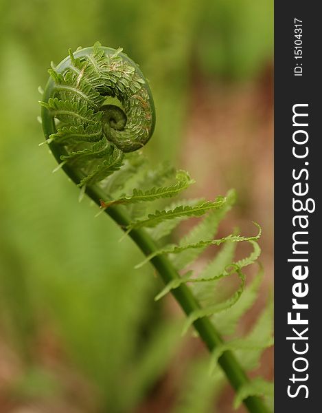 Young fresh green fern sprouting in springtime